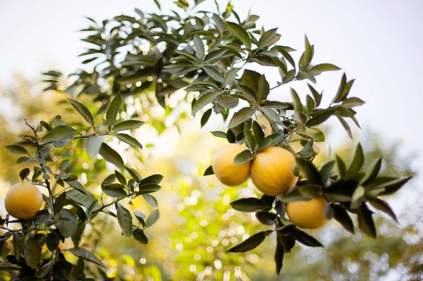 La ferme de margaux : des arbres fruitiers bio pour tous